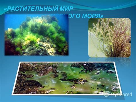 индикаторы чистоты черного моря среди водорослей